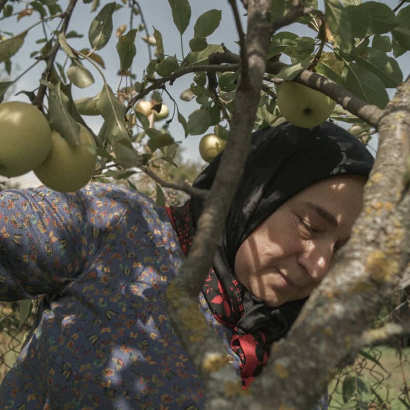 Image issue du film qui contient une femme d'âge moyen avec un foulard noir sur les cheveux, dont on ne voit que le haut du corps. Elle est dans les branches d'un pommier avec des pommes mûres